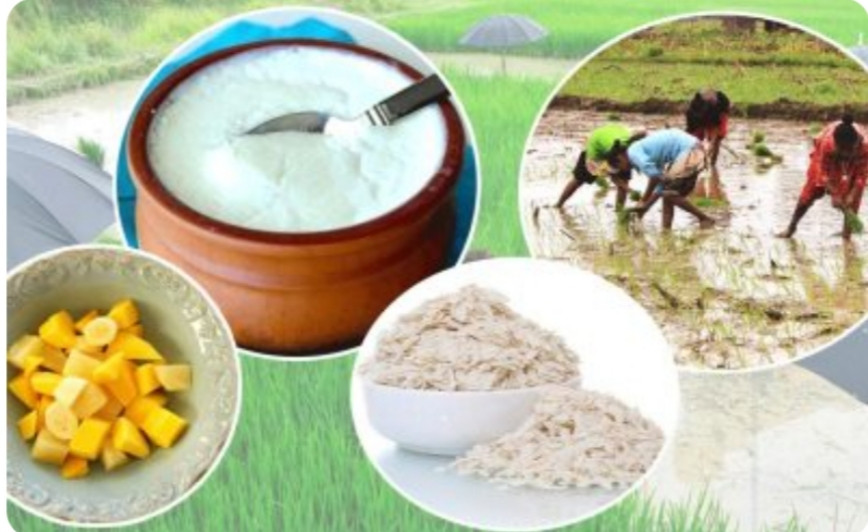 आज असार १५ : राष्ट्रिय धान दिवससँगै दही–चिउरा खाने परम्परा