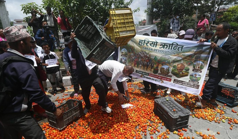 माइतीघर मण्डलामा टमाटर फालेर किसानको विरोध