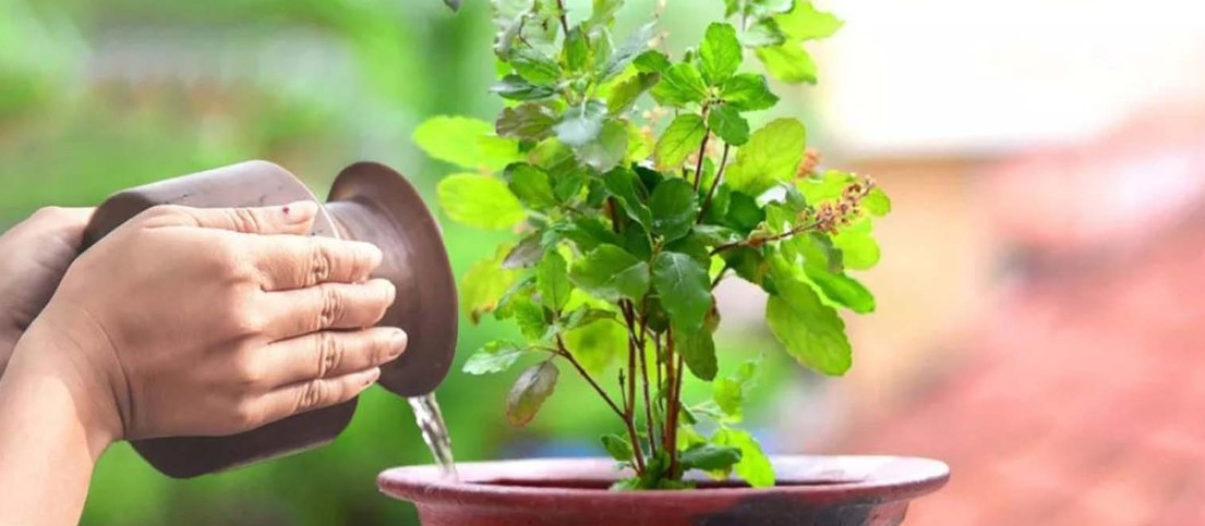 हरिशयनी एकादशी आज: चातुर्मास आरम्भसँगै विष्णु आराधनाको विशेष दिन